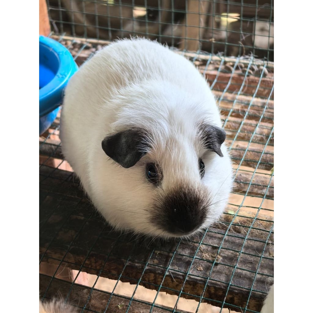 Promo Marmut California White Marmut Hias California Putih / Coklat