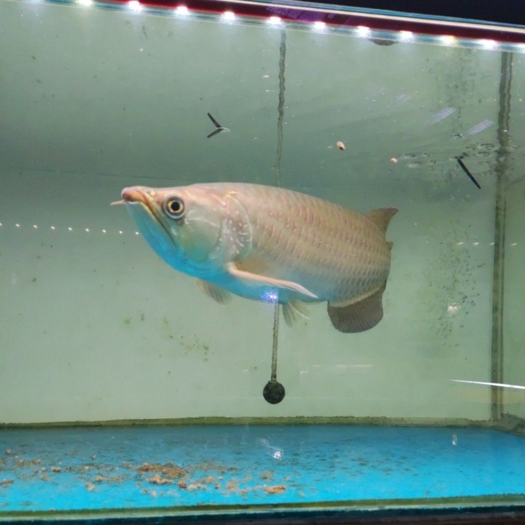 hiasan akuarium  arwana jardini