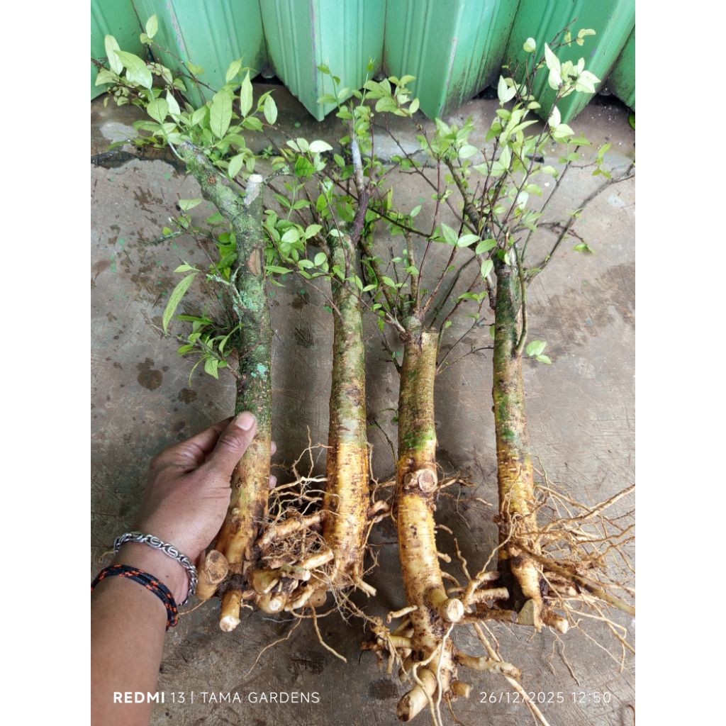 Bahan bonsai anting putri fresh dongkel karakter