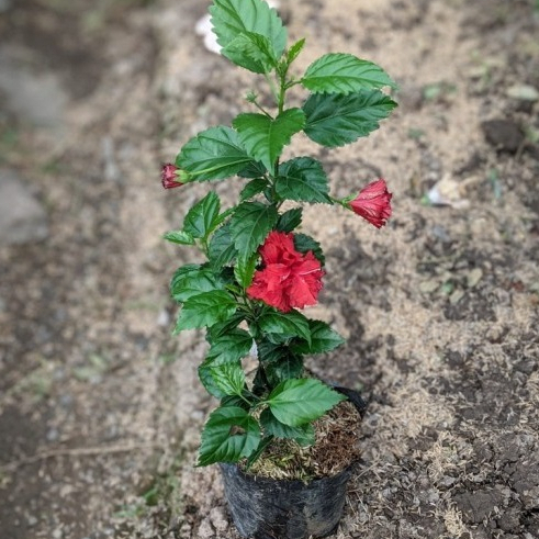 Tanaman Hias Pucuk Rejuna Bali - Tanaman Bunga Sepatu Merah Bali