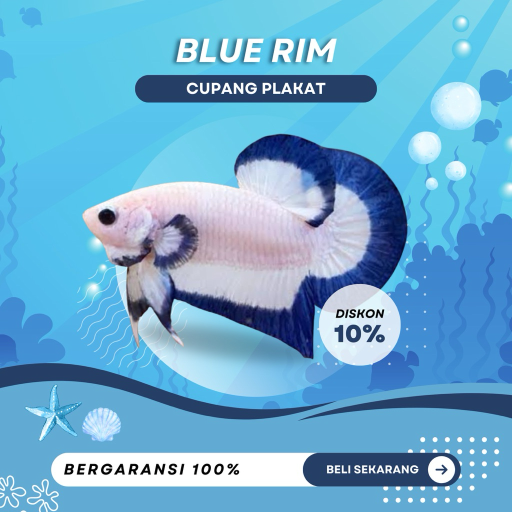 [PK] Cupang Blue Rim | NEW | TOP GRADE | IKAN HIAS | REALPICT | SIZE M+