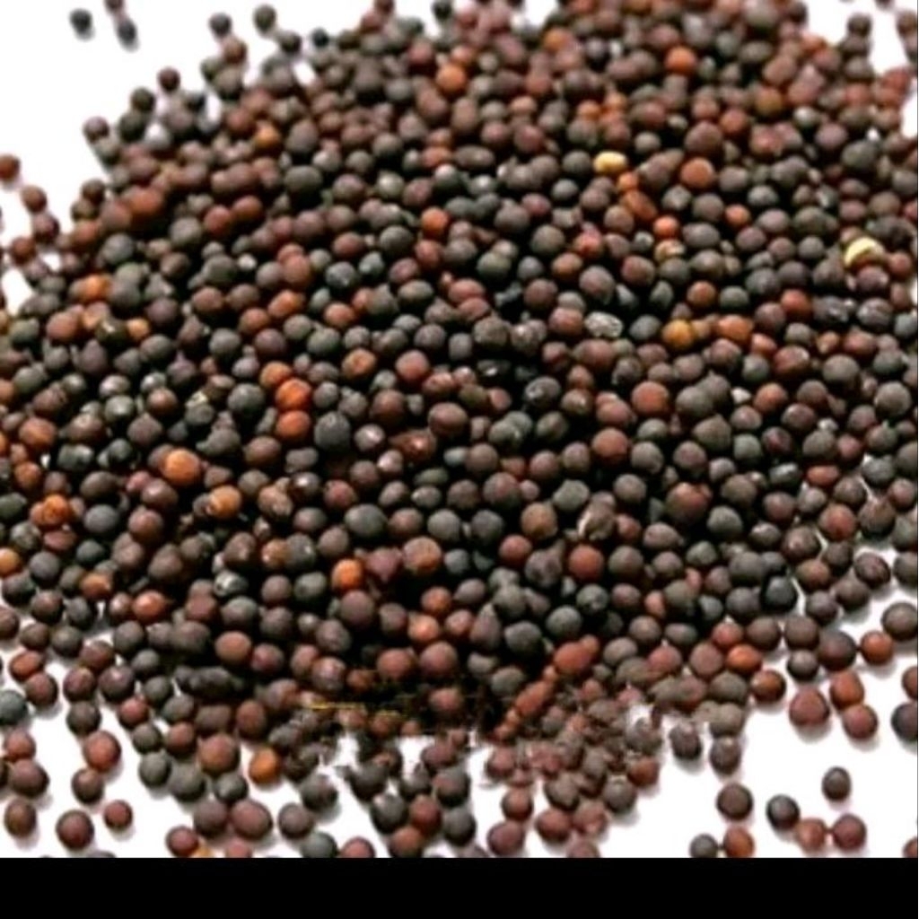 Benih brokoli Giant waltham