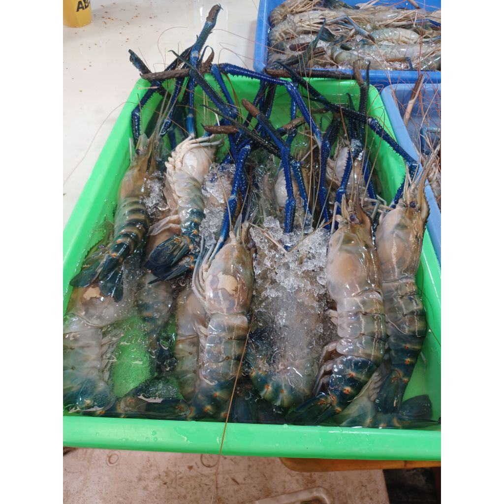 Udang Galah 1 Kg