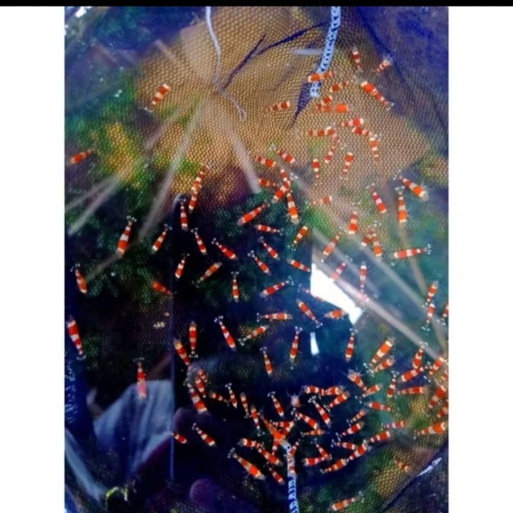 hiasan aquarium udang hias red bee aquascape