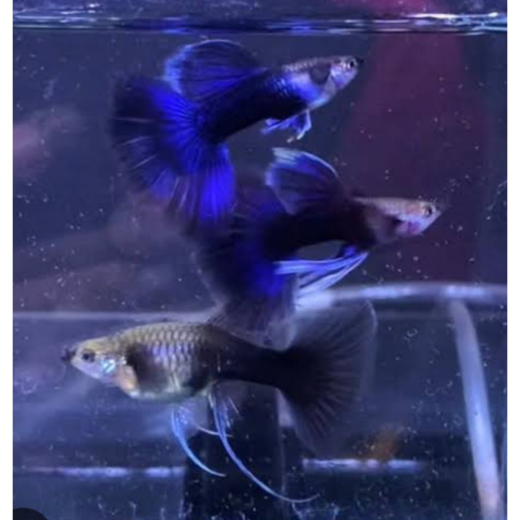 Hiasan aquarium Hb blue ribbon big tail indukan