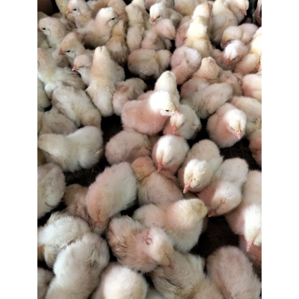 Ayam Negeri - Ayam Pejantan - Ayam Jantan Ayam negeri Jantan