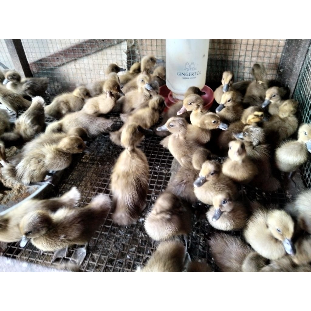 Grosir Bebek Entok - Bebek alabio - Bebek Peking - Bebek Jantan - Bebek Betina