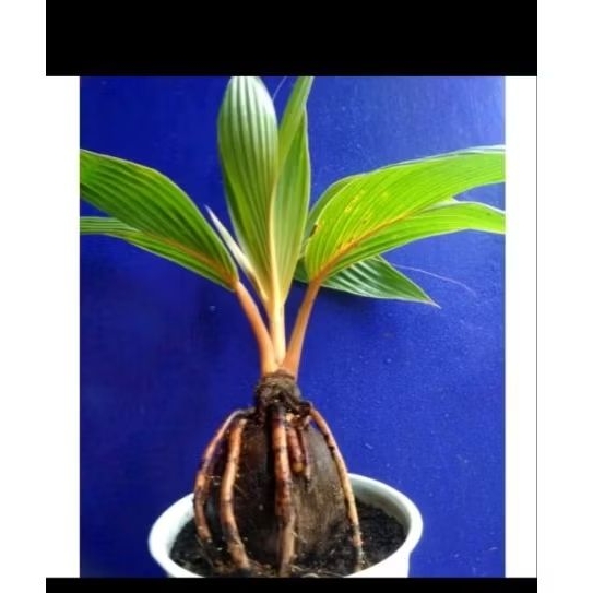 Bibit kelapa kuning bonsai kelapa pendek berbuah 3-4 tahun