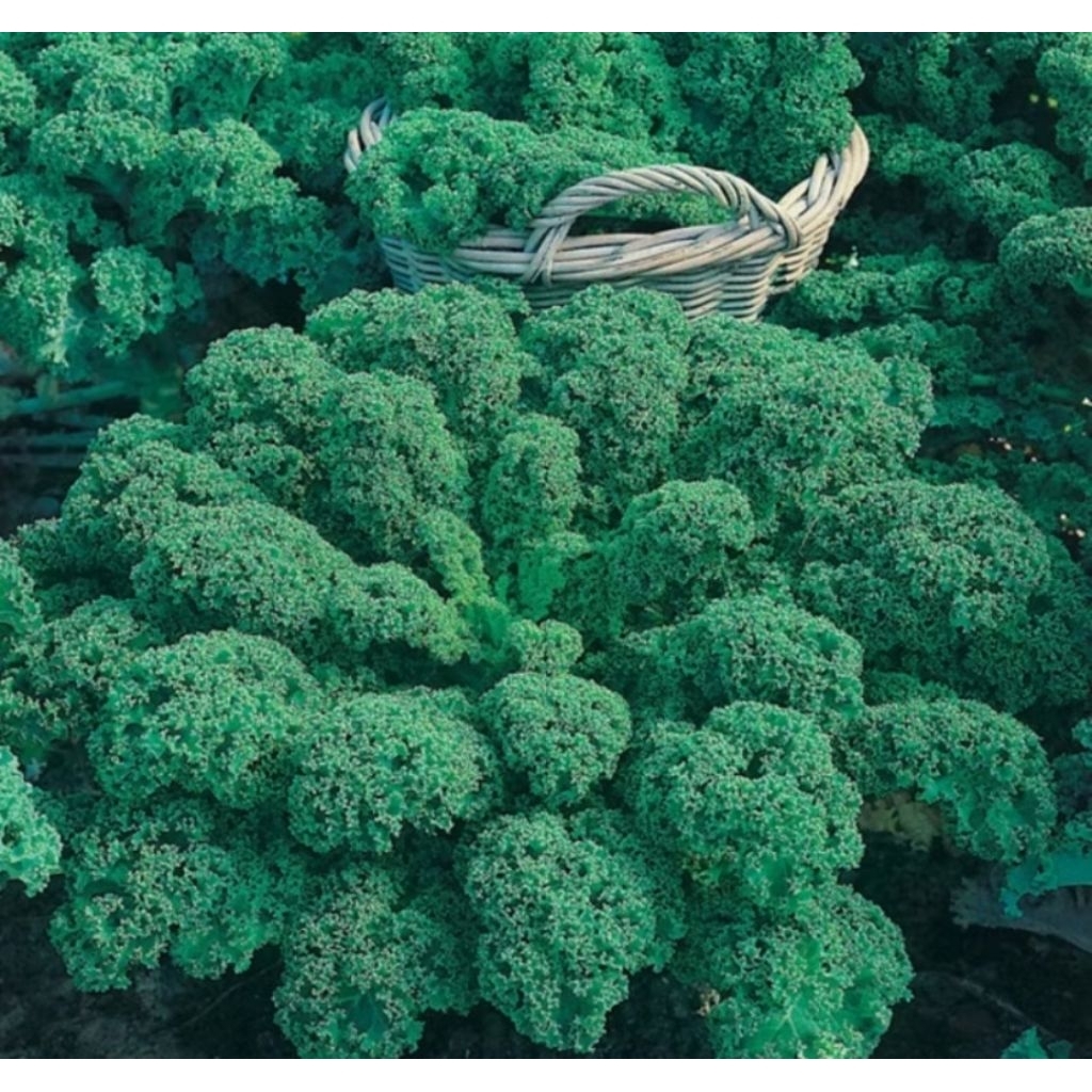 BENIH KALE DWARF GREEN CURLED ECER25 BJI bibit sayur kale hijau keriting import F1 Mr