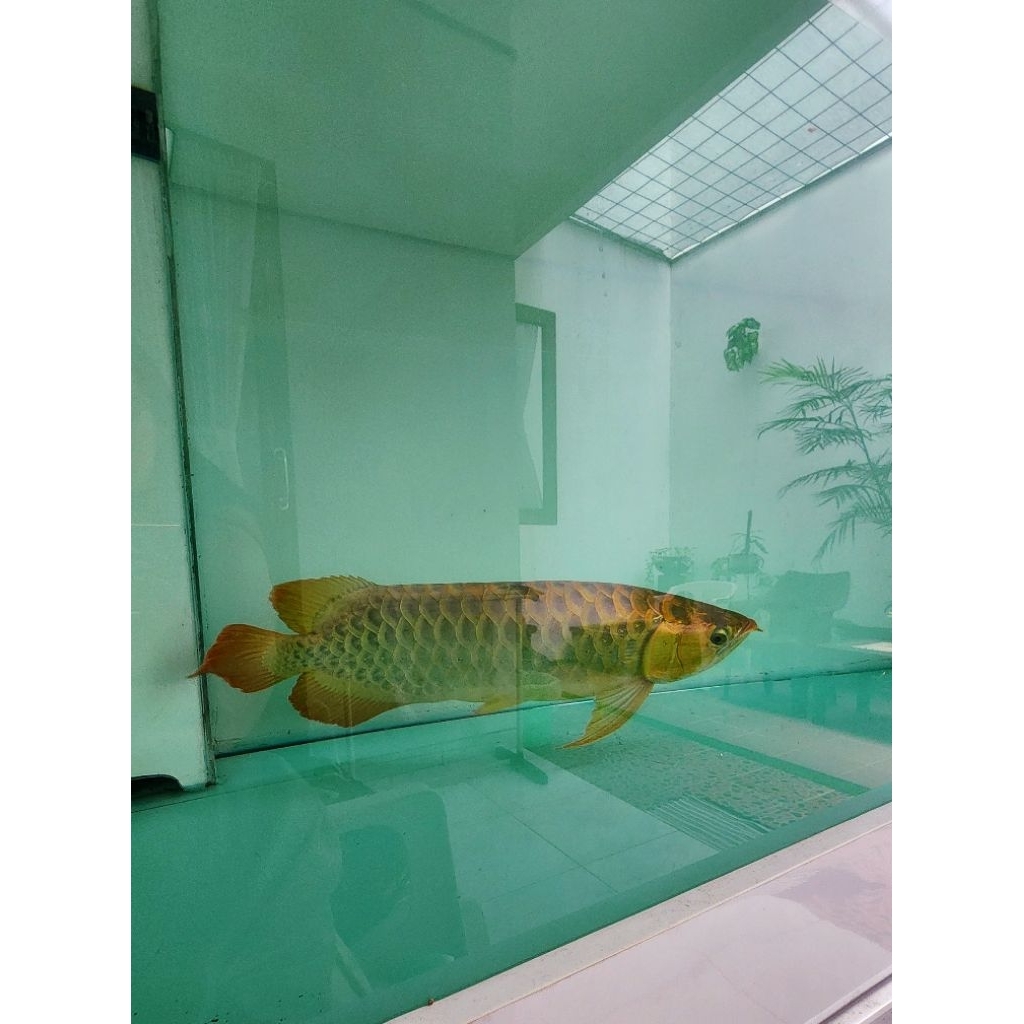 ikan Arwana Merah Chilli Red