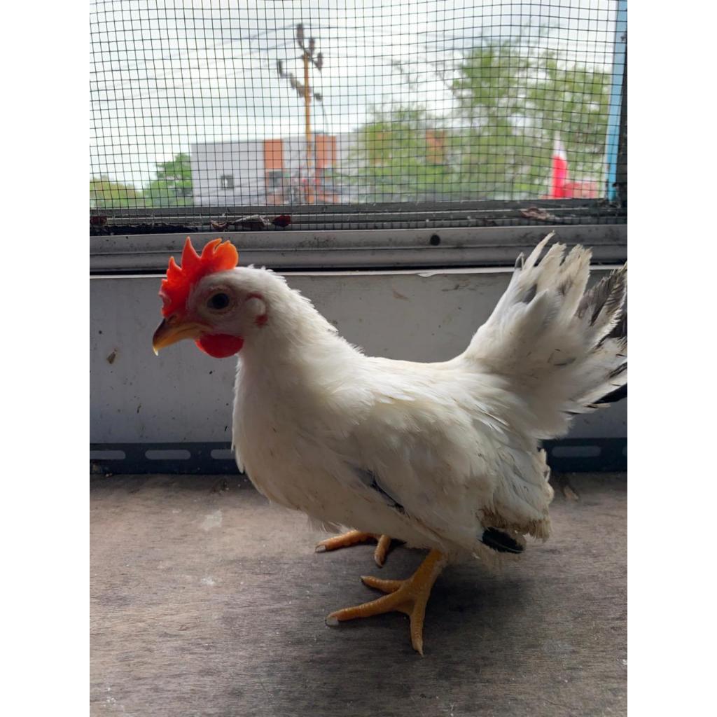 Ayam Hias Kate Chabo Jantan terawat