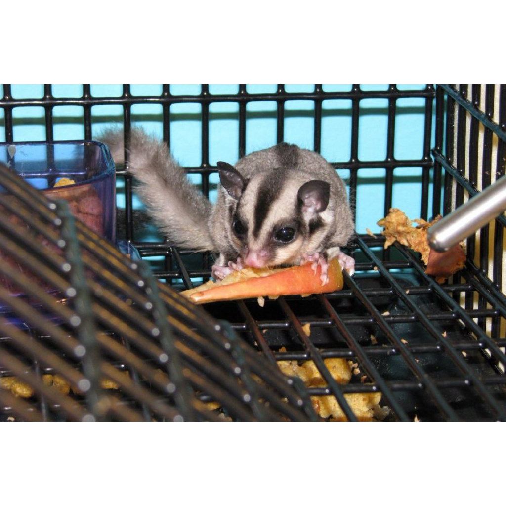 SUGAR GLIDER GREY CLASICC