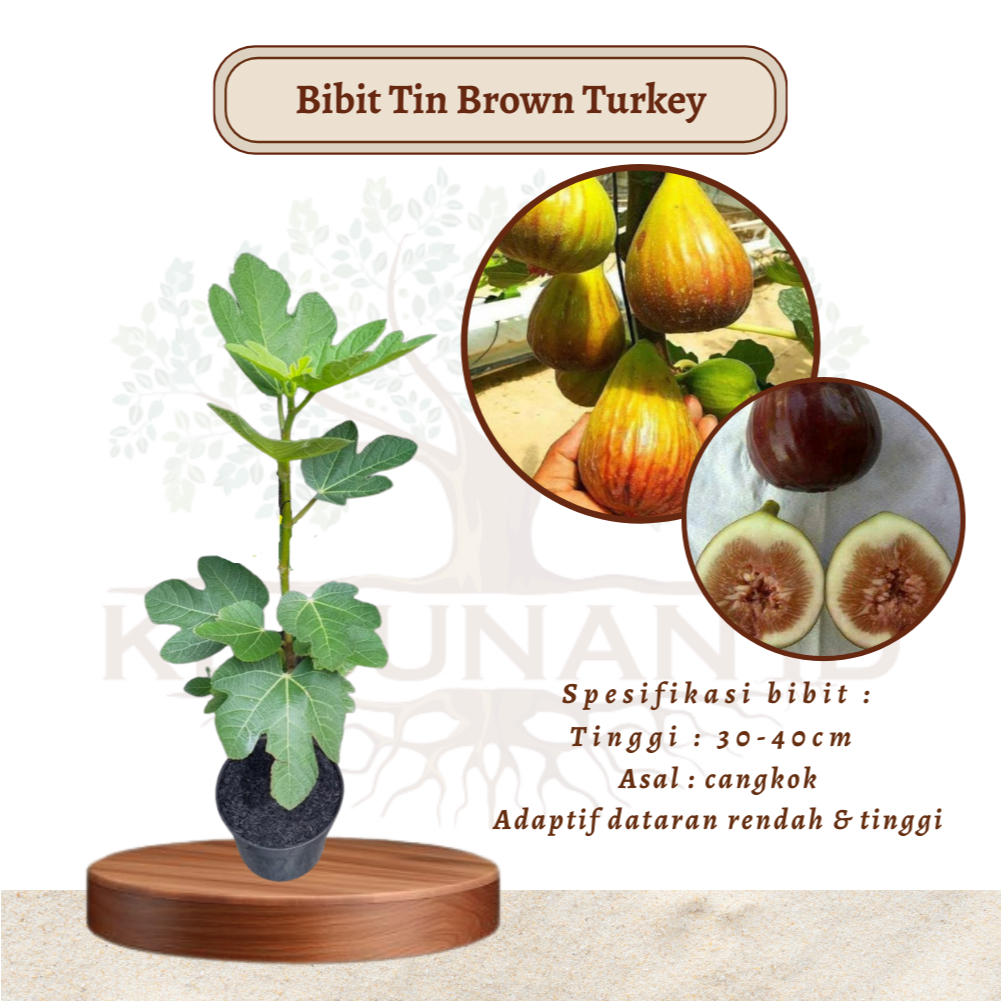 Bibit Tin Brown Turkey Hasil Cangkok/ Pohon Tin Brown Turkey