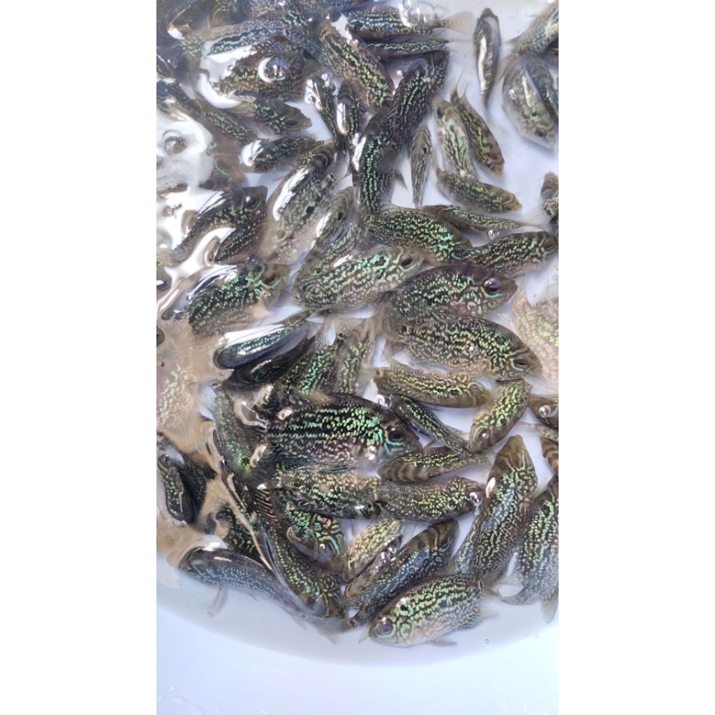 Hiasan Aquarium Ikan Louhan Cencu x Gb