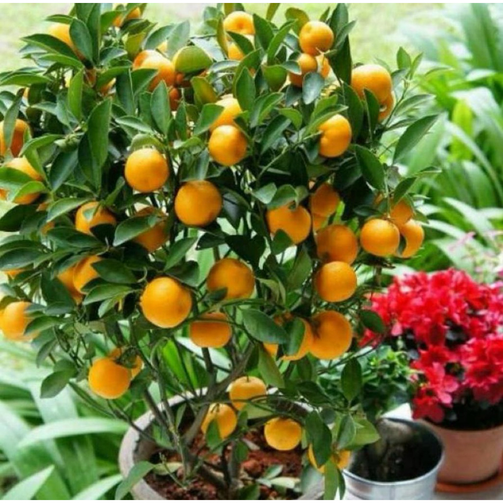 pohon induk jeruk citayam,nagami,siam madu,sunkist merah& kuning,berbuah lebat rimbun tinggi 1 meter