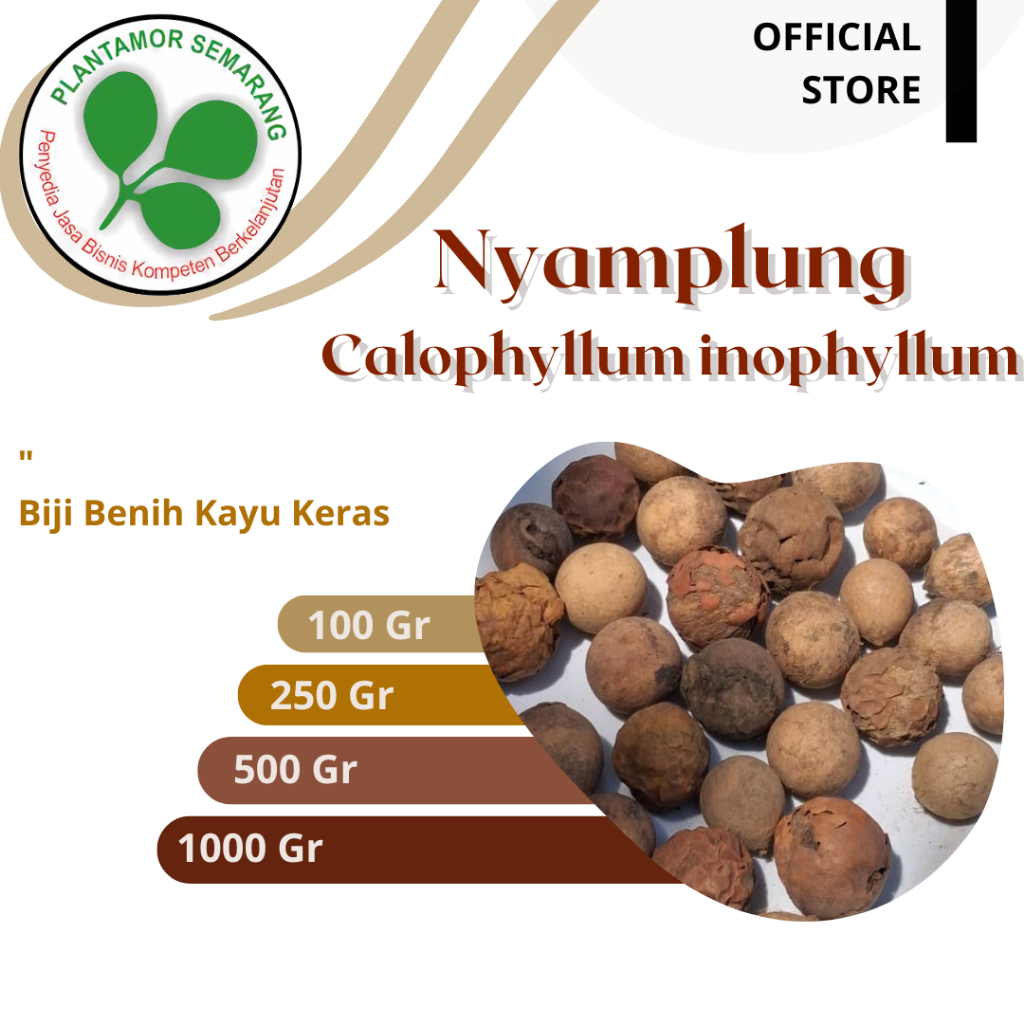 Biji Nyamplung (Calophyllum inophyllum)/ Biji Kayu Keras Reklamasi