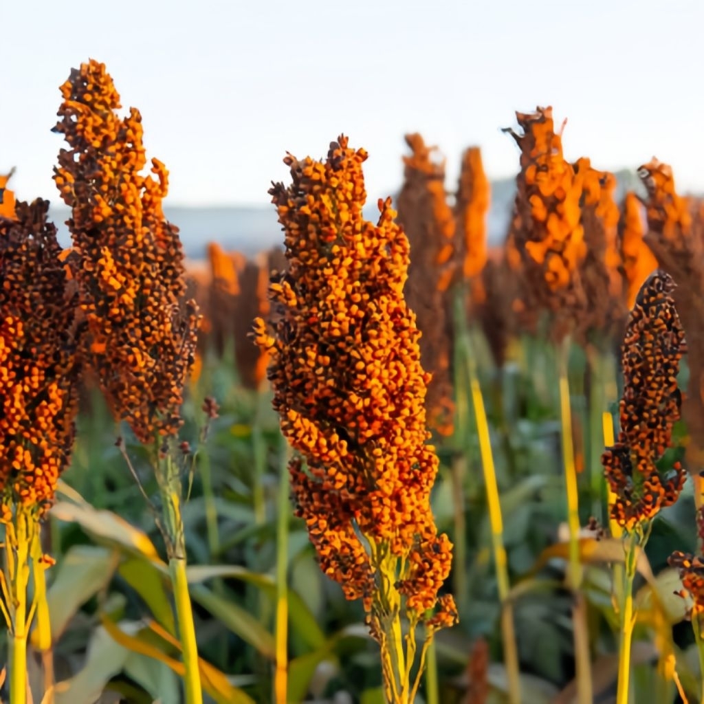 500 Biji Benih Sorgum Merah Unggul Bibit Sorgum Merah