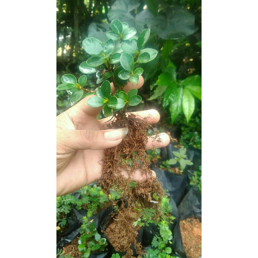 bibit dolar mikro mangkok