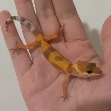 Custom Order Gecko SHTCT ( TANG 25-11 )