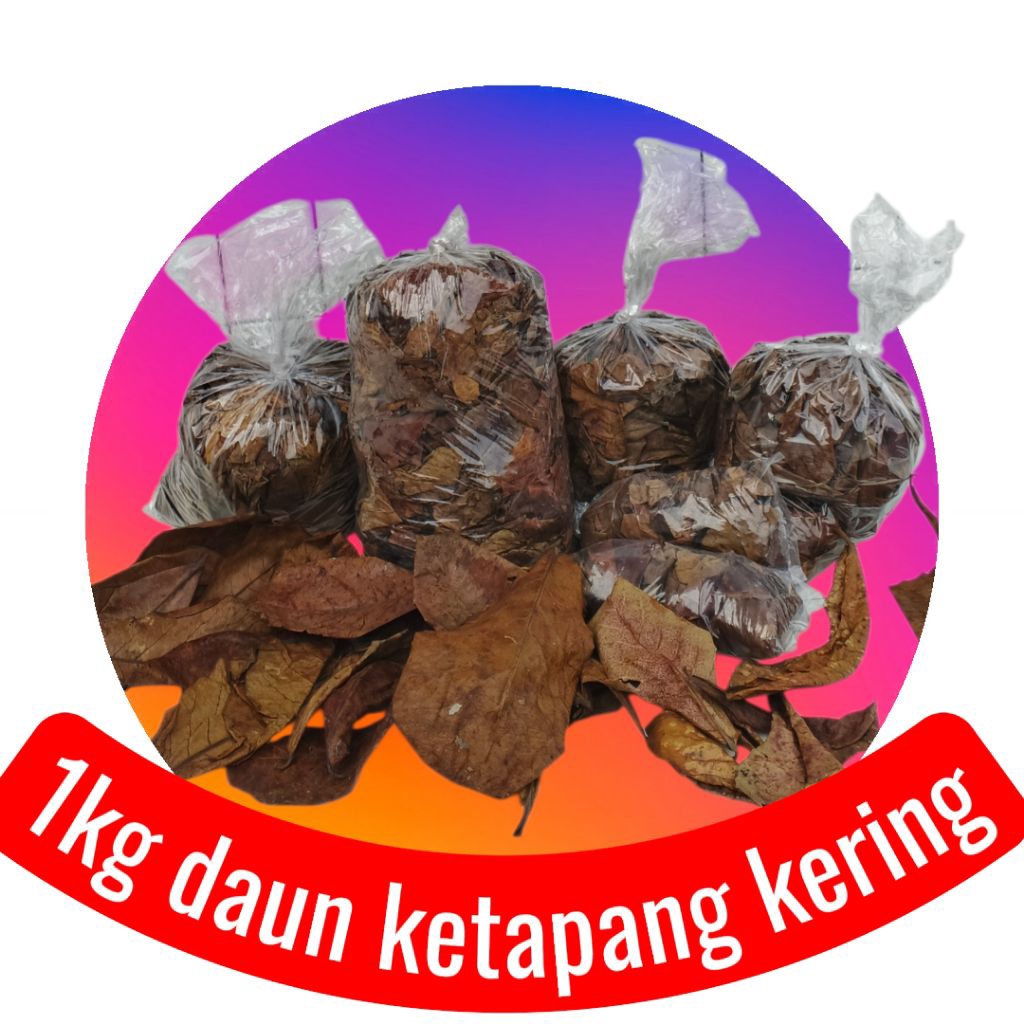 Daun ketapang 1kg kering premium cana dan cupang