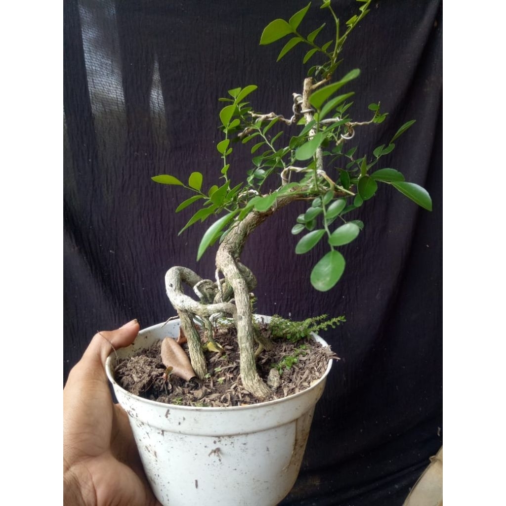 bahan bonsai small kemuning jepang