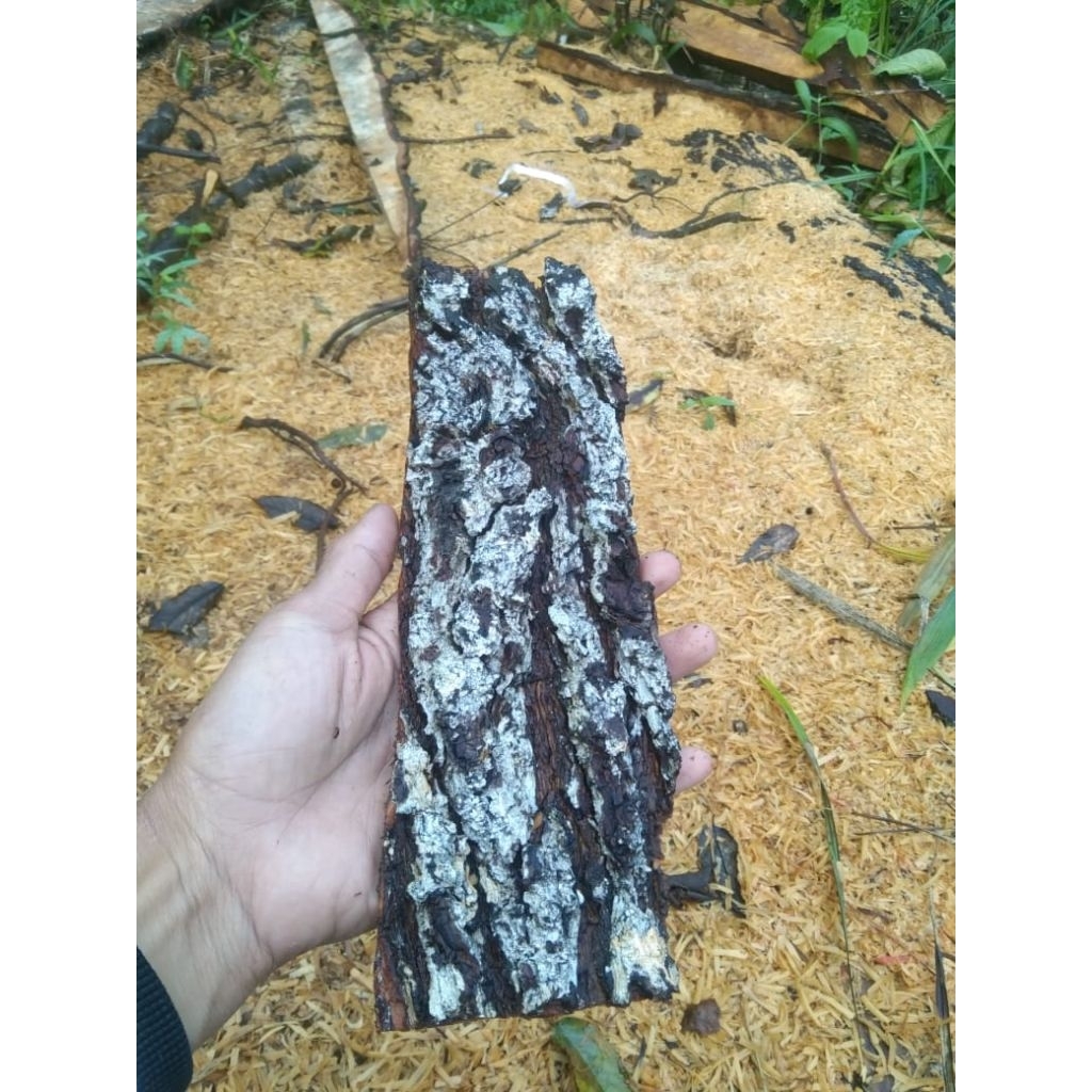 papan kulit pinus media anggrek