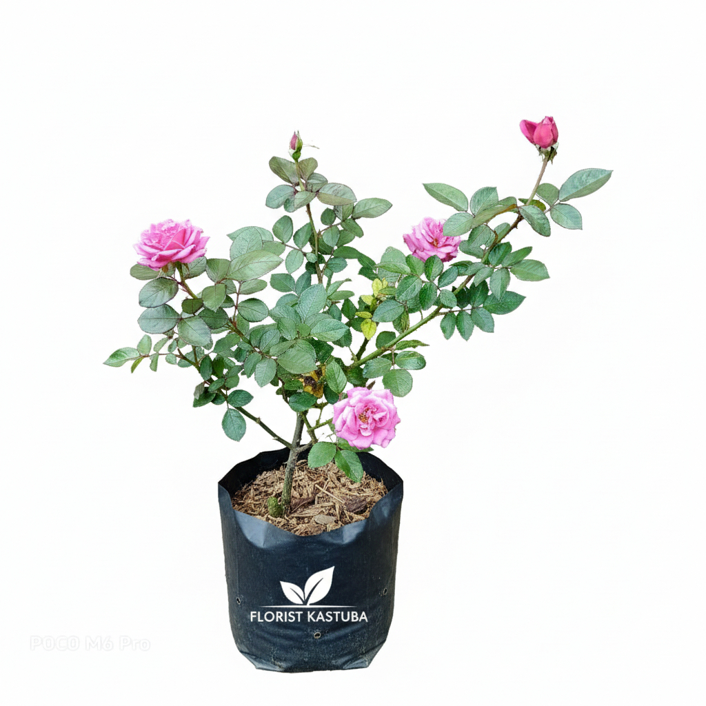 Tanaman Mawar import Dewasa Claude Brasseur - Florist Kastuba