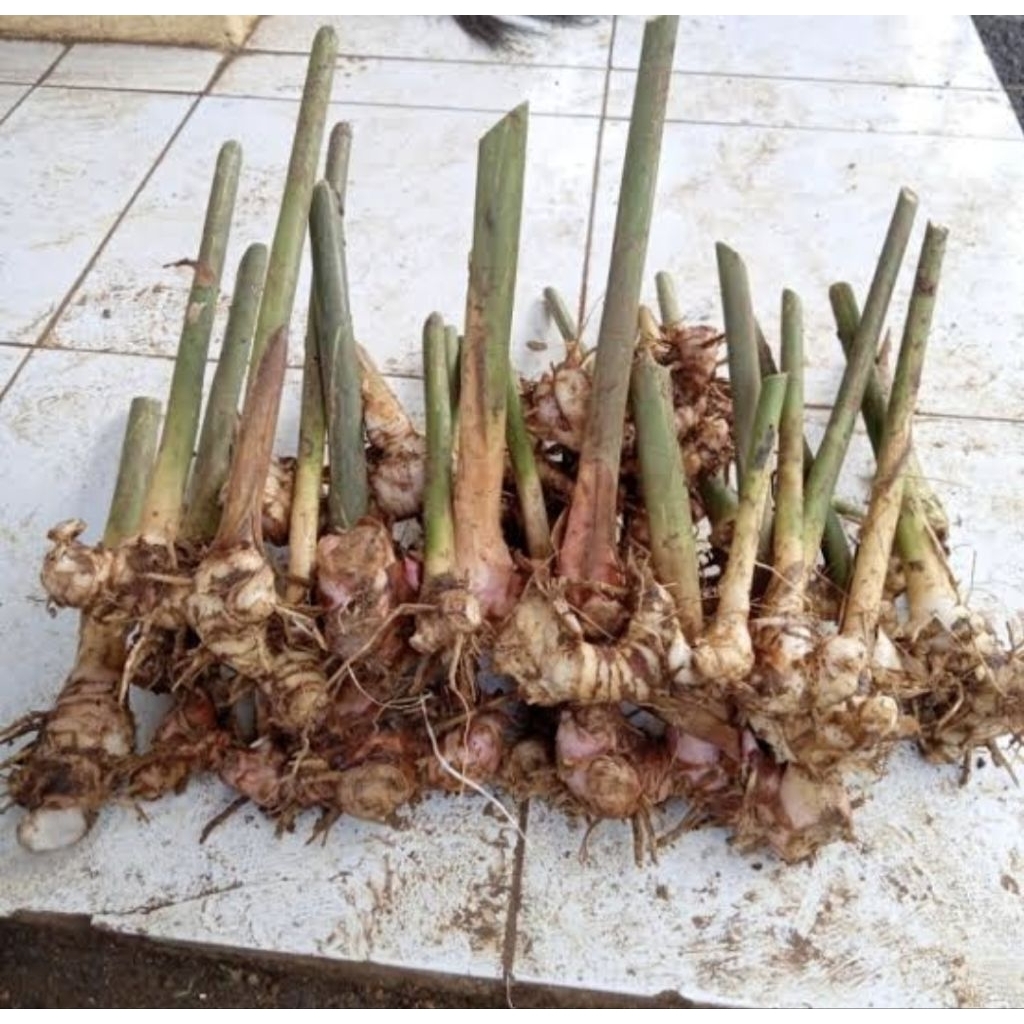 Bibit lengkuas terbaik/bibit lengkuas Laos