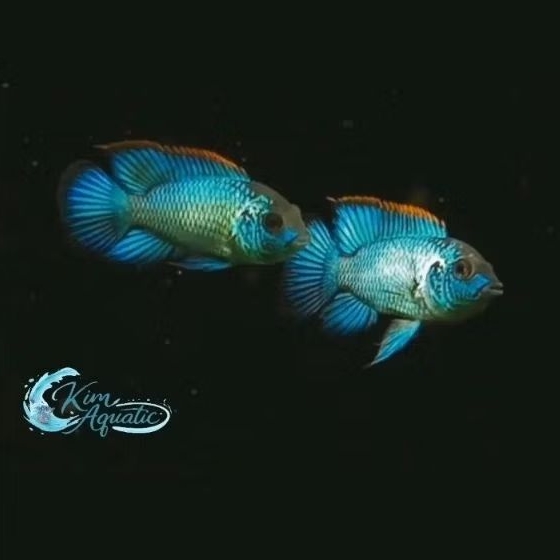 Hiasan Ikan Blue Acara + Bonus Ikn/Pkn