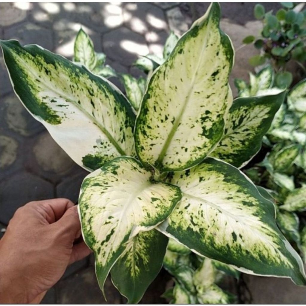 Tanaman Diven lukisan cinta sparclee