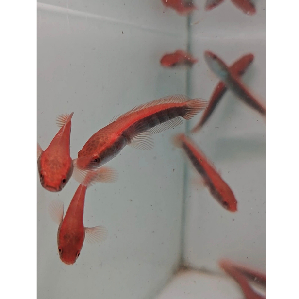 Red Barito Super Merah 7-8cm Sortiran Terbaik