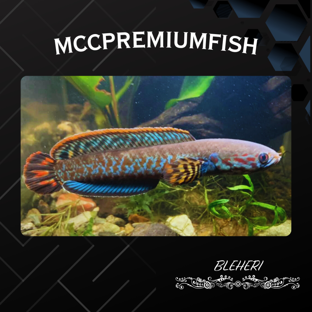 (COD) Bleheri Rainbow High Fin | SINGLE TANK - BEST SORTIRAN | Snakehead- Channa Berkualitas - Berga