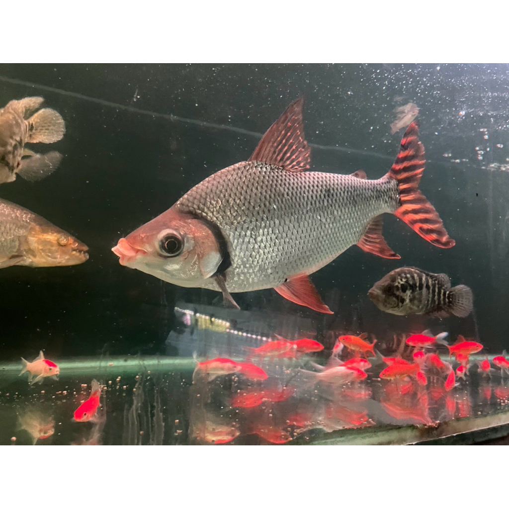 American flag tail / RFF Red Fei feng 30-33cm