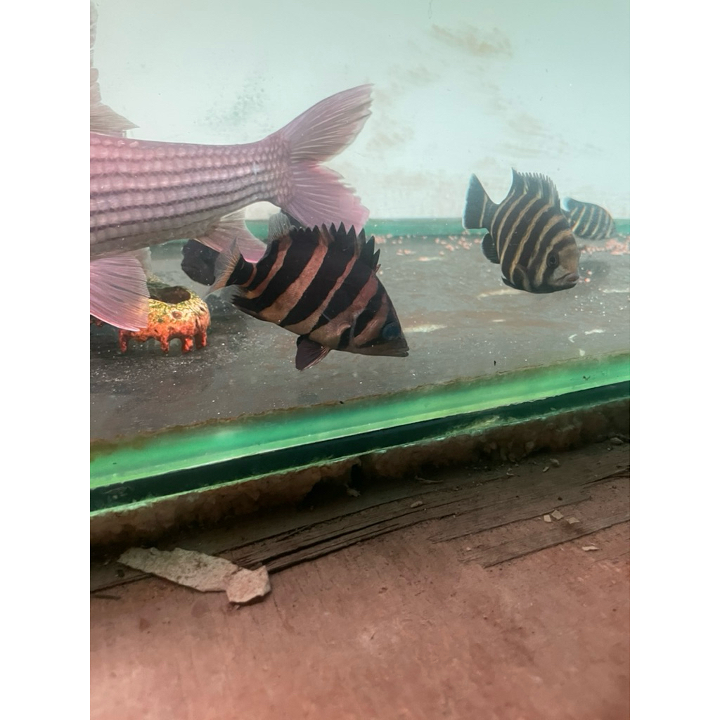 Datz Sumatra 9-15cmcm 4 Bar Simetris