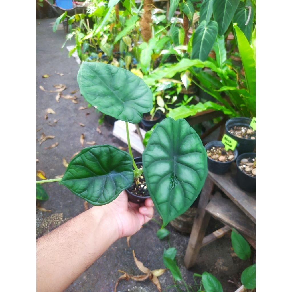alocasia dragon scale hijau