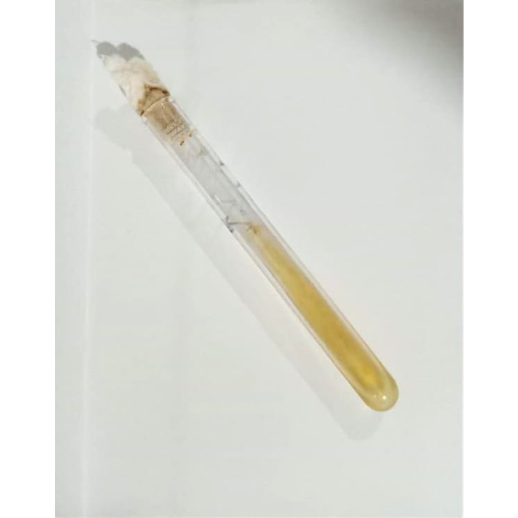 Isolat Bakteri Bacillus subtilis