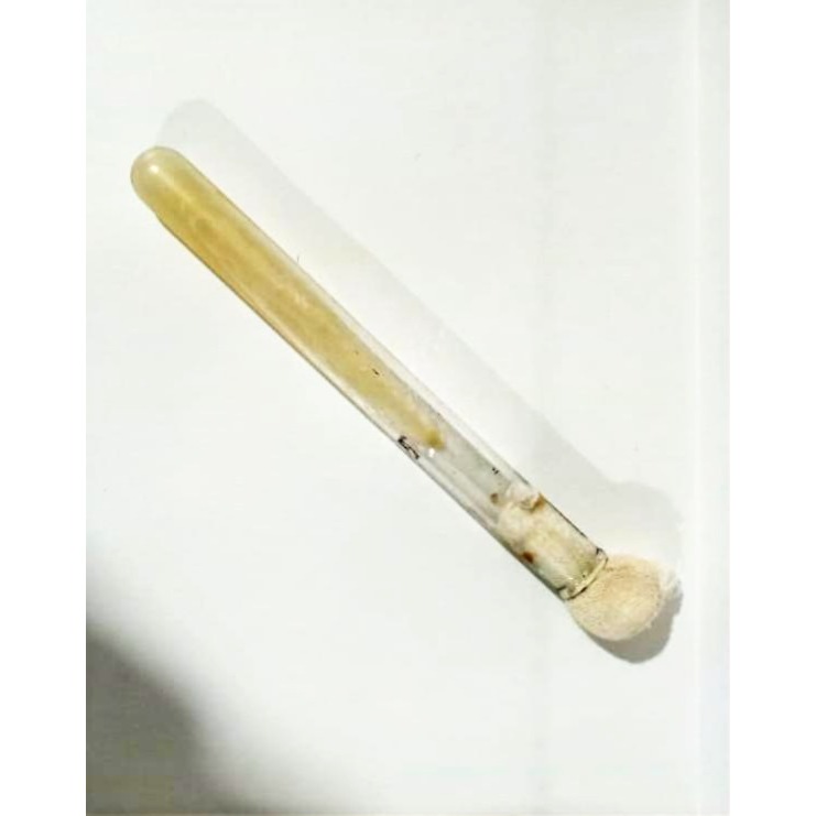 Isolat Yeast Saccharomyces cerevisiae