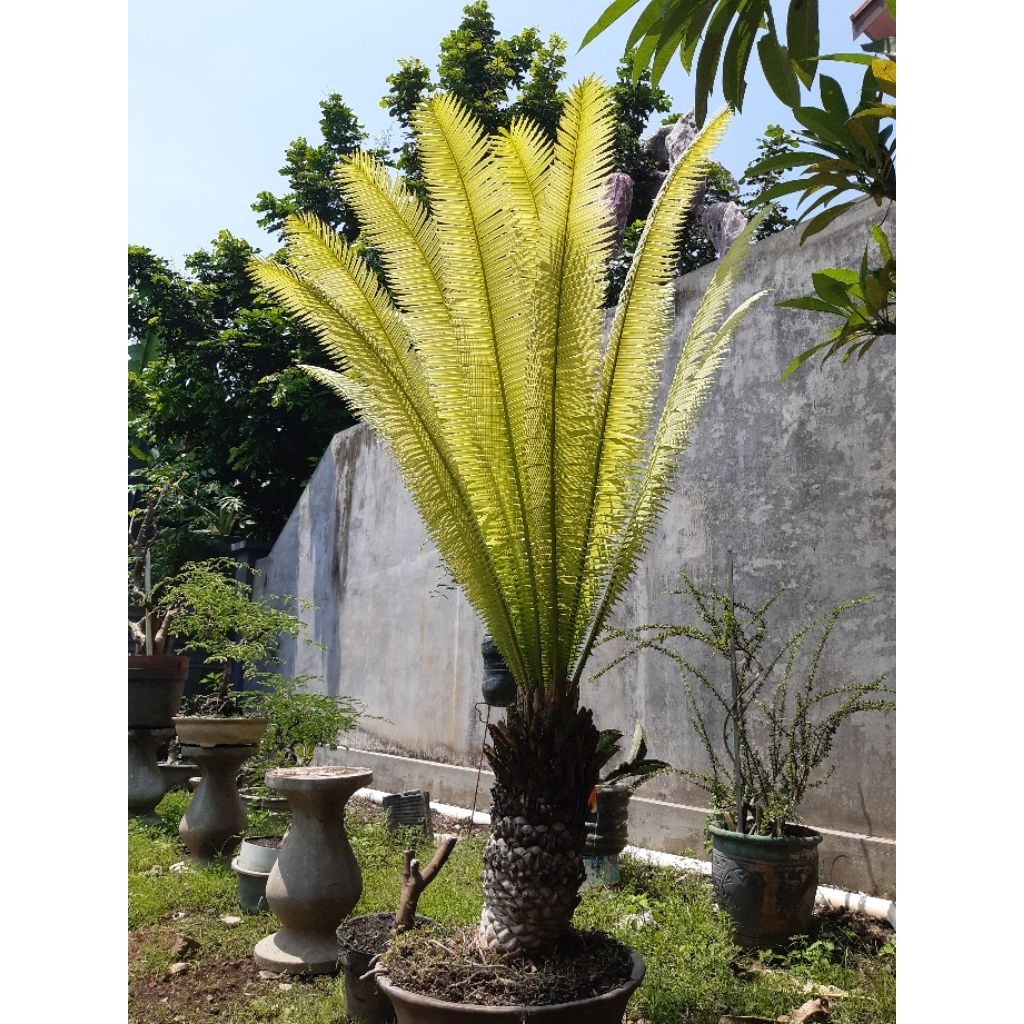 Encephalartos Dion Edulle 2 meter