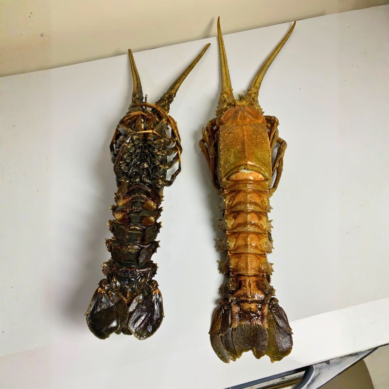 Lobster Batu Besar 1.5 Kg Frozen Lobster Premium Ukuran Besar