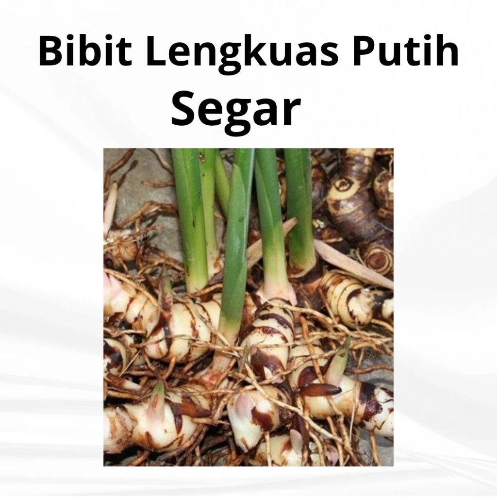 Bibit Lengkuas Laos/Laja Putih Siap Tanam
