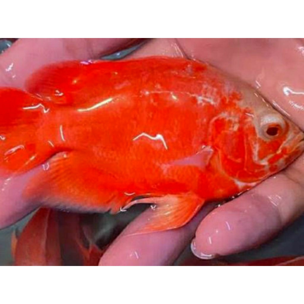 Oscar Red Chili Paris size 8-10cm isi aquarium
