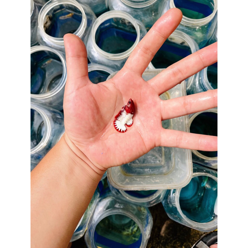 Betina Fccp Red Top Grade Vip Full Telur