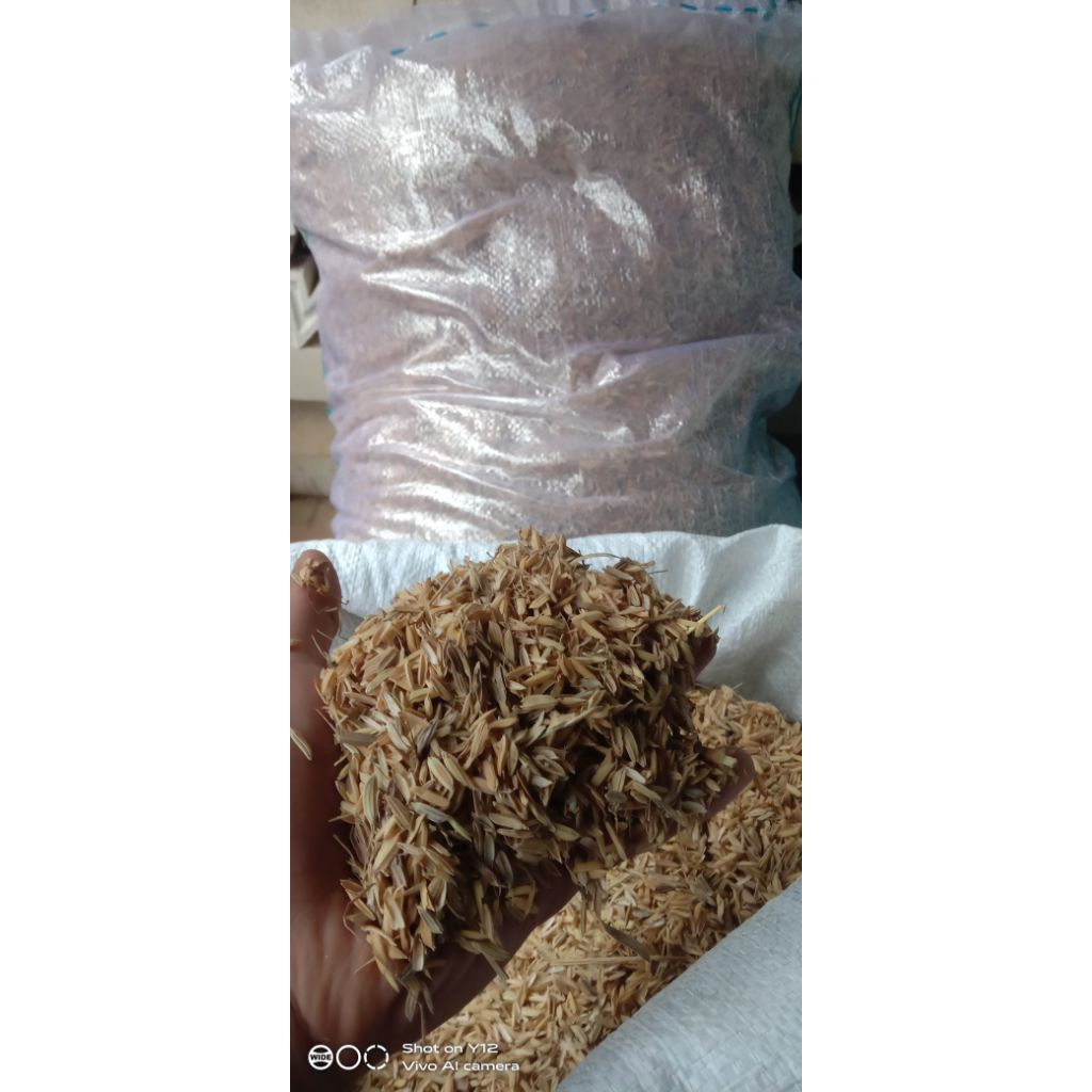 skam padi kering bersih,huut badag #gabah padi