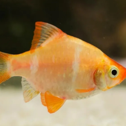 Tiger barb sumatra Albino | ikan hias tiger sumatra albino | ikan hias aquascape