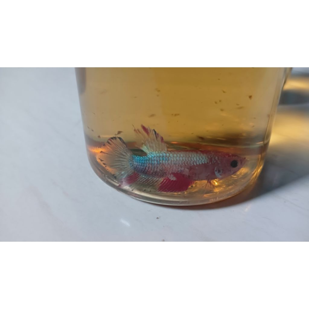 cupang multicolor mutasi warna