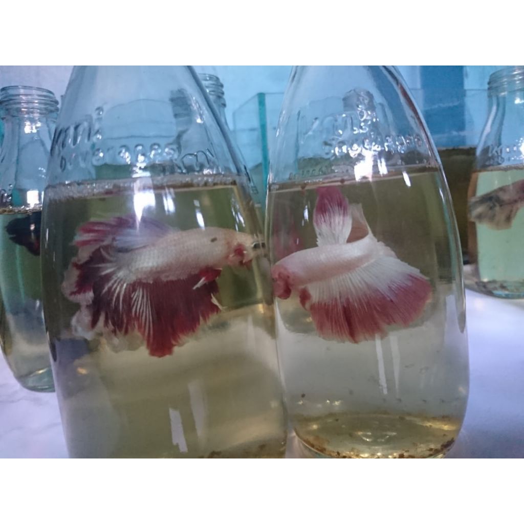 cupang halfmoon pink