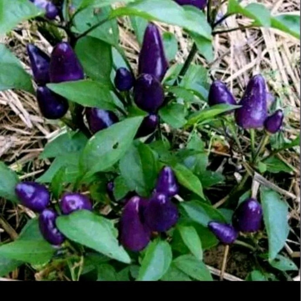 Biji benih cabe ungu purple