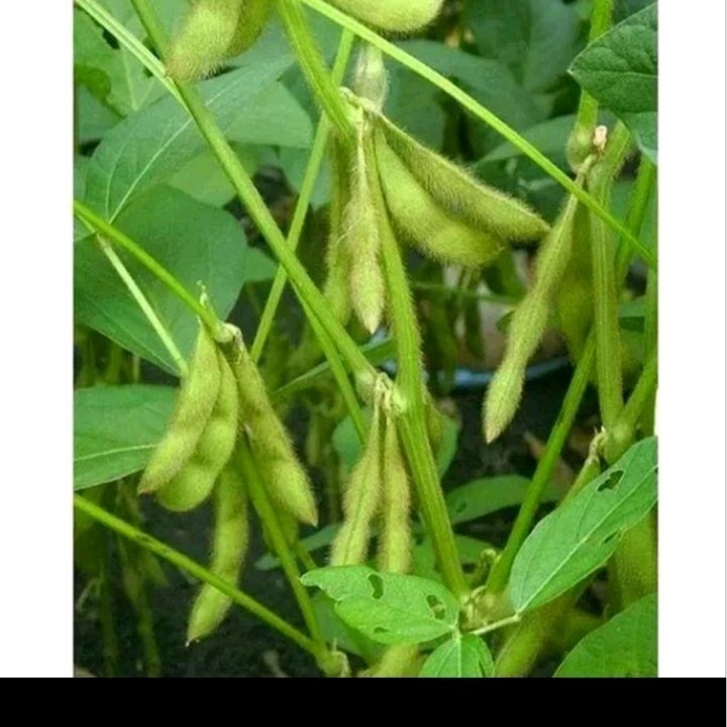 Biji benih kacang edamame
