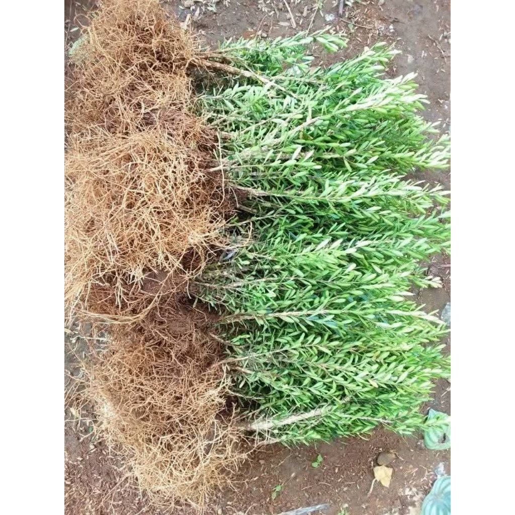 bahan bonsai boxus boksus boxsus