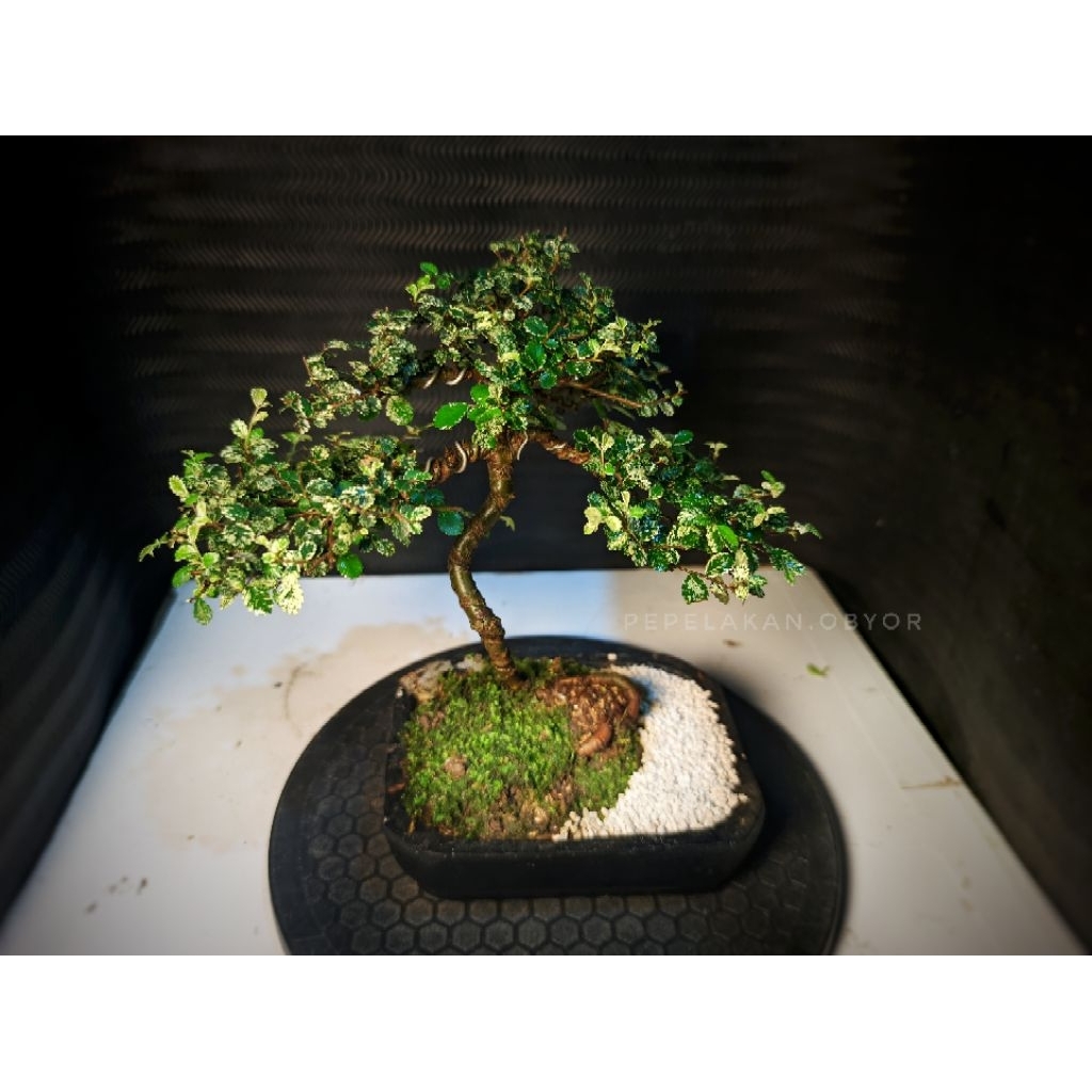 Bonsai Mini Mame Ulmus Variegata Super Micro Bonsai Import Chinese Elm Variegata Micro Bonsai Penjin